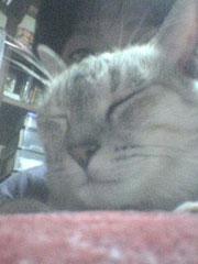 �����؂����ƃv�b�v�}��