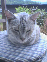 �C�X�ł����Q�����؂����