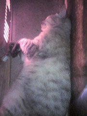 �R�^�c�ŐQ�邨���؂����