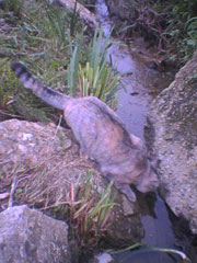 �������ނ����؂����