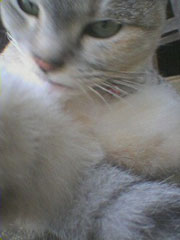 �Ȃ߂Ȃ߂��邨���؂����