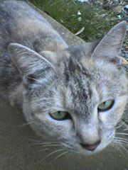 �H�����ɂ����邨���؂����