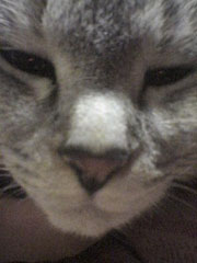 �������Ȃ����؂����