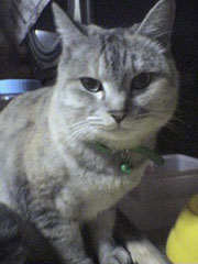 �a��҂����؂����