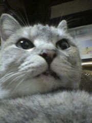 �����̂����؂����