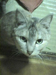 ������邨���؂����