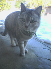 �������ǂ��U�������؂����