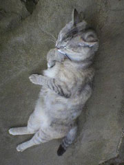 �����ŐQ�邨���؂����