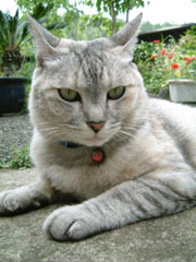 �x�e���邨���؂����