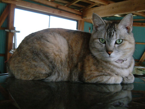 �K���X�ŗ��ނ����؂����B