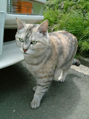 �Ԃ̑O�ł����؂����