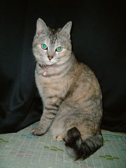 �Ζڂ̂����؂����