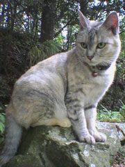 ����ł����؂����