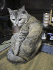 �U����������؂����