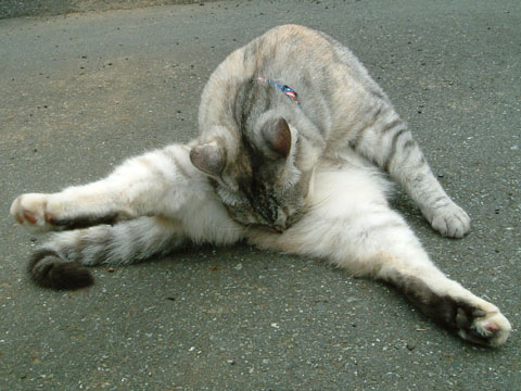 �J�r�����؂����B