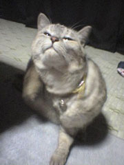 �ѐH�������؂����