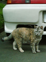 �Ԃ̌��ł����؂����