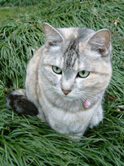 ���ނ�ł��낮�����؂����