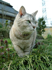 �s�i���邨���؂����