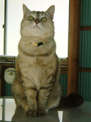 ���グ�邨���؂����