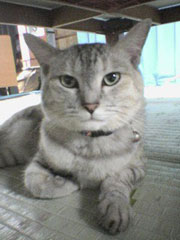 �������΂ߗ����̂����؂����