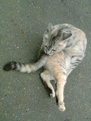 �˂���邨���؂����