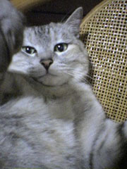 ��������ł��V�т����؂����