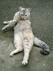 �o�f�B���y���y�����邨���؂����