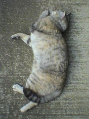 �X���X�����邨���؂����