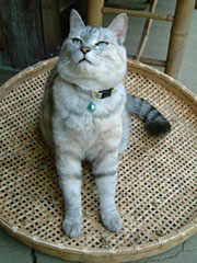 �U���ɏ�邨���؂����