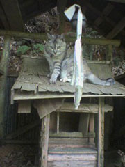 �o�`�A�^�������؂����