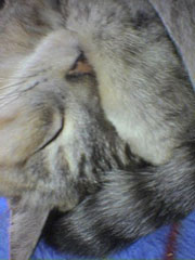 ���������؂����