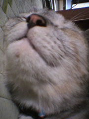 ���������؂����