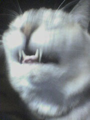 �h���L���������؂����