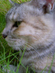 ���ނ�ł����؂����