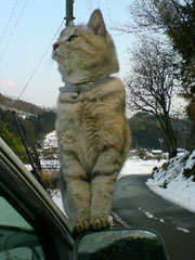 �h�A�~���[�ɏ�邨���؂����