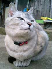 �����肷�邨���؂����