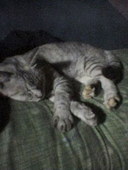 ���₷�݂����؂����