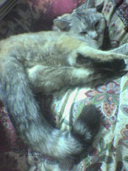 �K�o���ĐQ�邨���؂����