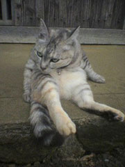 ���邨���؂����